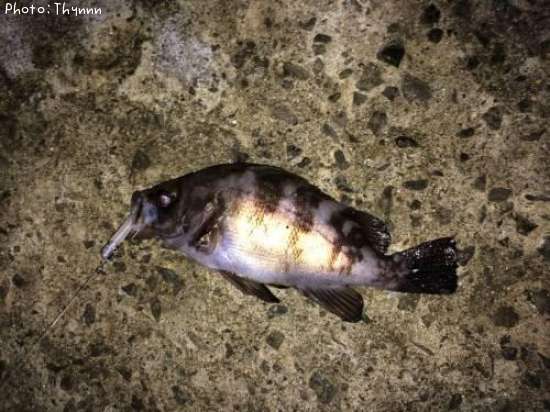 ��Х�ܥ���ƨ��