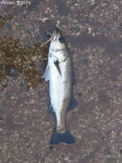 �����Х�