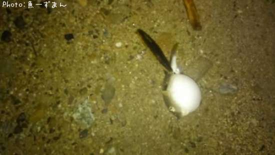 �����ա�