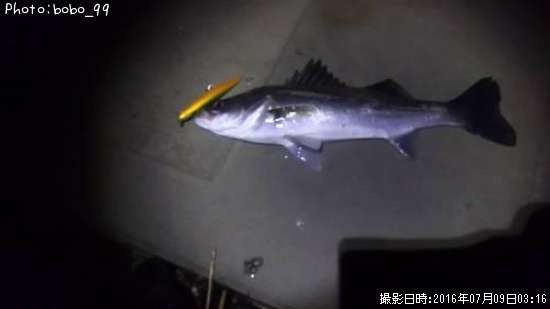 �����Х�