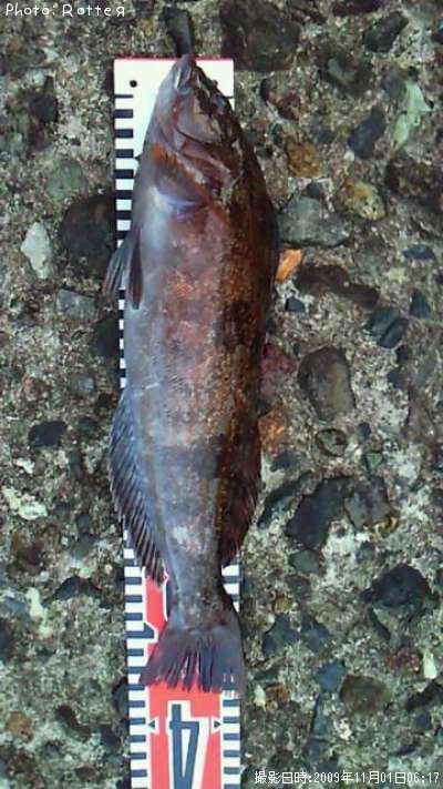 �����ʥ�