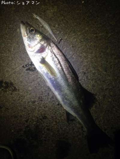 �����Х�