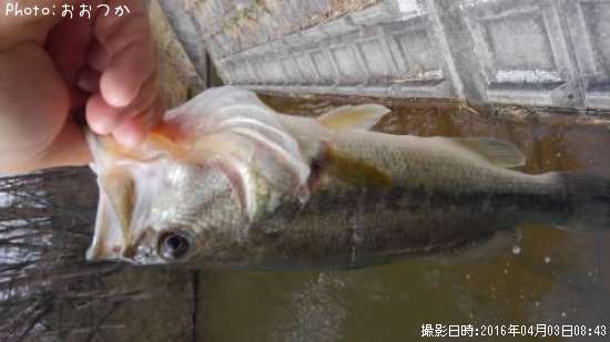 �֥�å��Х�