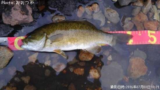 ���⡼��ޥ����Х�