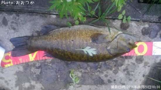 ���⡼��ޥ����Х�