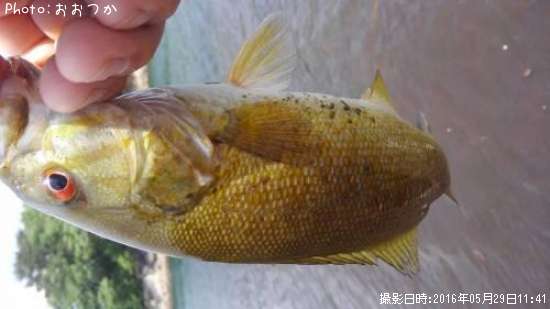 ���⡼��ޥ����Х�