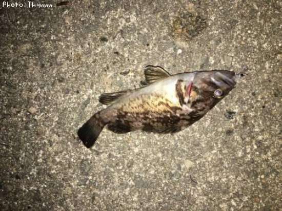 ���ӥ���