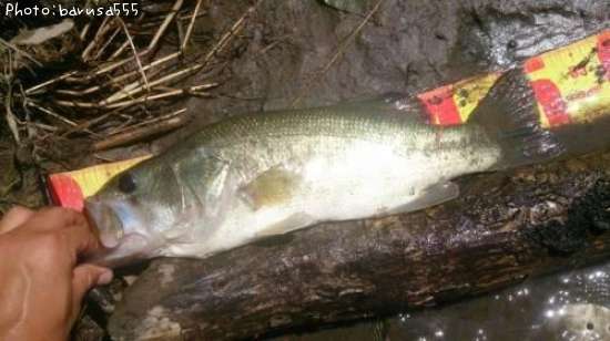 �֥�å��Х�