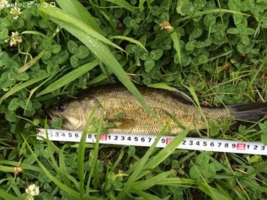 �֥�å��Х�