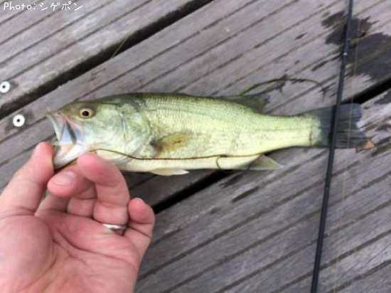 �֥�å��Х�