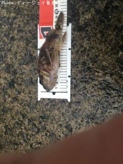 �����Υ���Х�