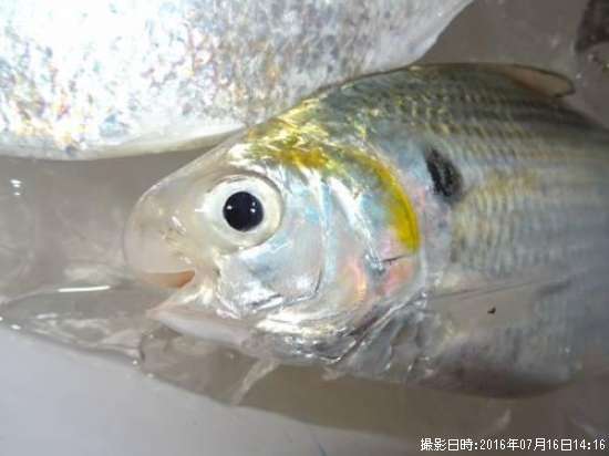 ��������ڥ�奦���奦�ɥ�������