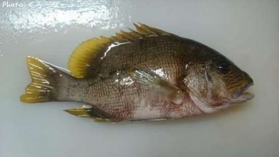 �ʥߥե�����