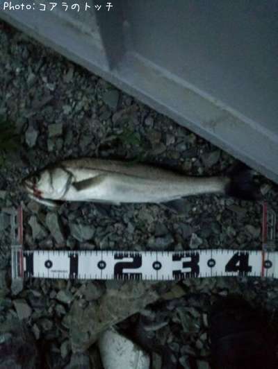 �����Х�