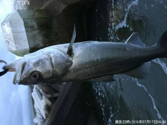 �����Х�