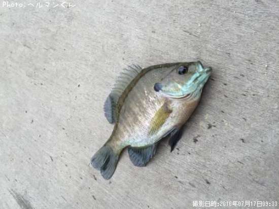 �֥롼����