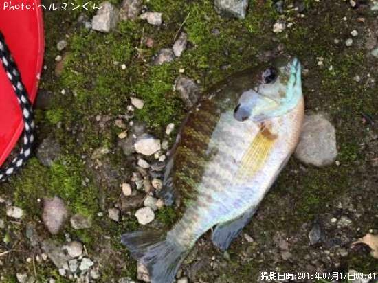 �֥롼����