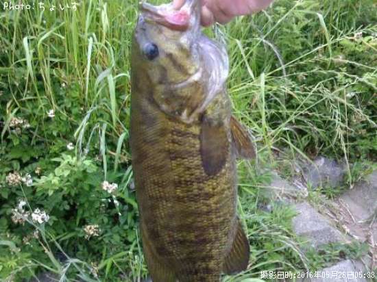 ���⡼��ޥ���