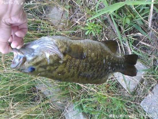 ���⡼��ޥ���