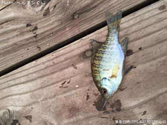 �֥롼����