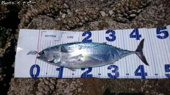 �ҥ饽����