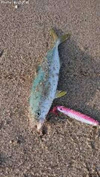 �����å�