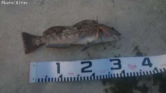 �����ʥ�