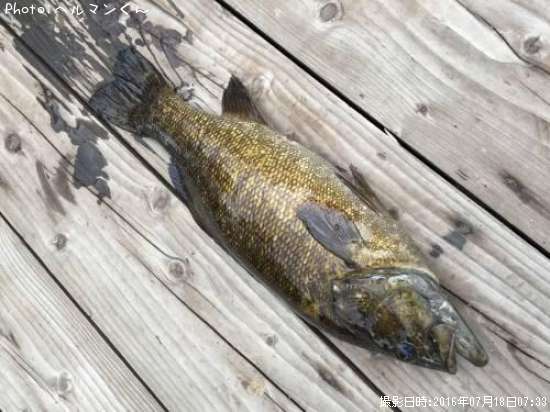 �֥�å��Х�