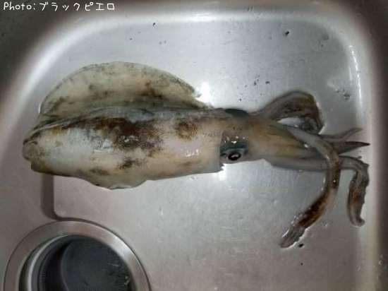 �����ꥤ��