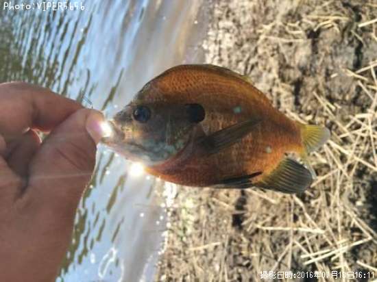 �֥롼����