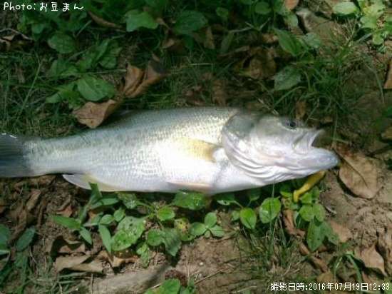 �֥�å��Х�