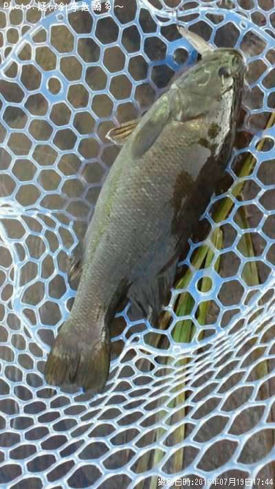 ���⡼��ޥ���