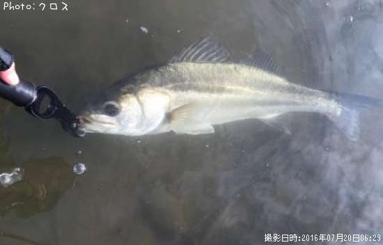 �����Х�