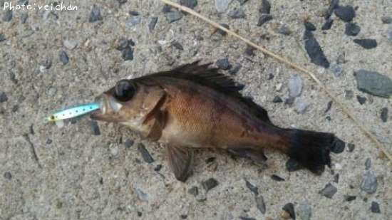 ������Х�