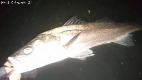 �����Х�