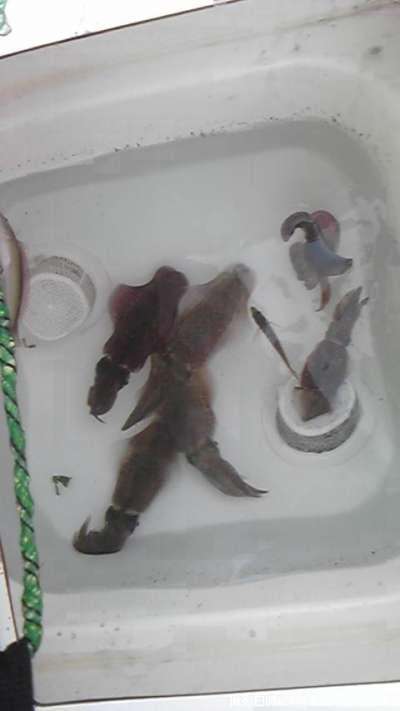 �����ꥤ��