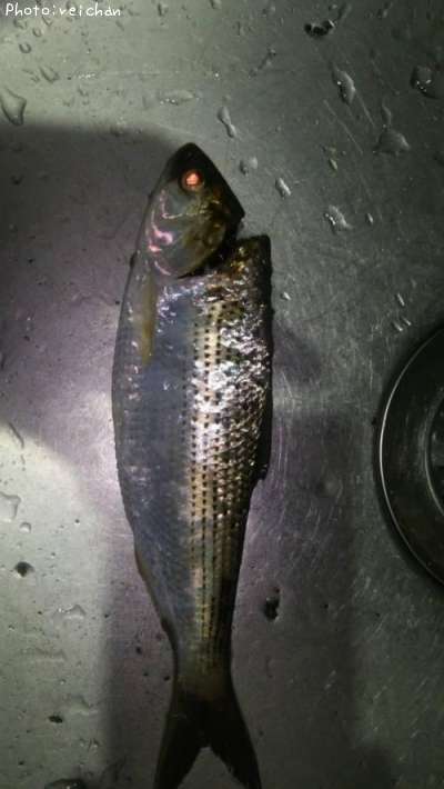 ���Υ���