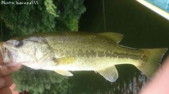 �֥�å��Х�