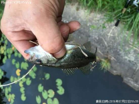 �֥�å��Х�