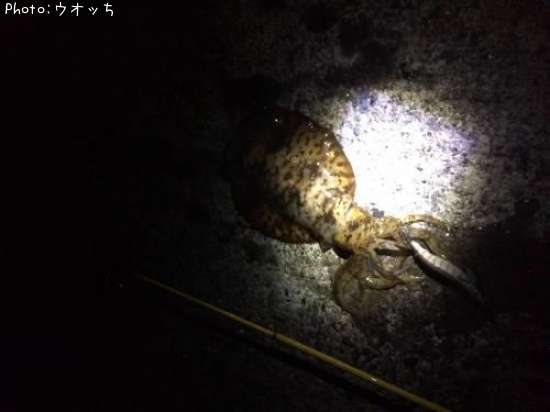 �����ꥤ��