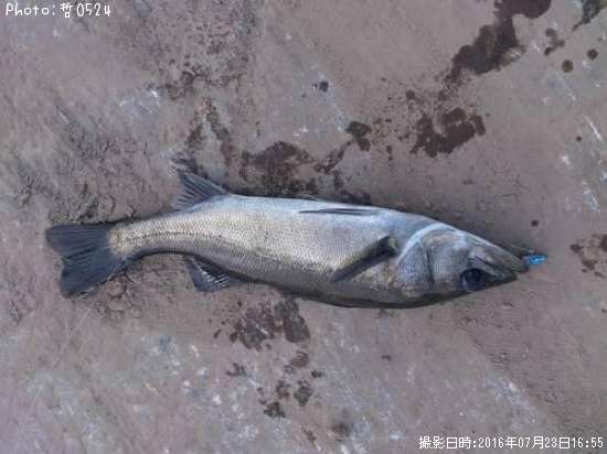 �������Х�