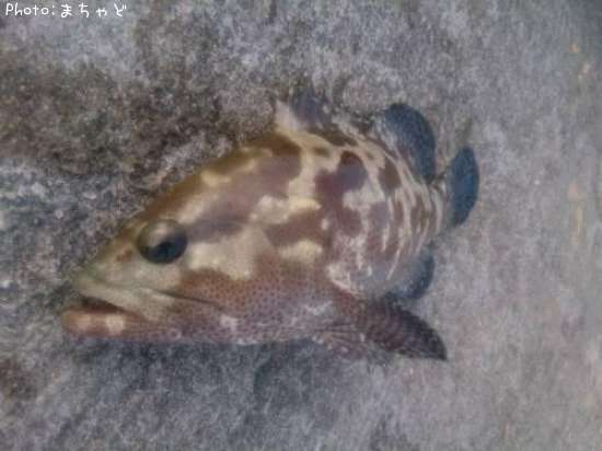 �����顼�ߡ��Х��ڥޥ���ϥ���