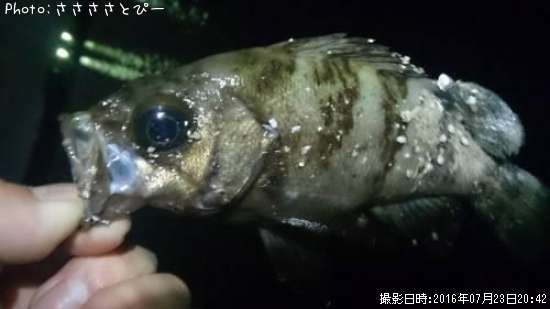 ��Х�������Х�