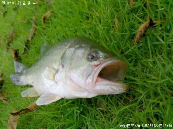 �֥�å��Х�