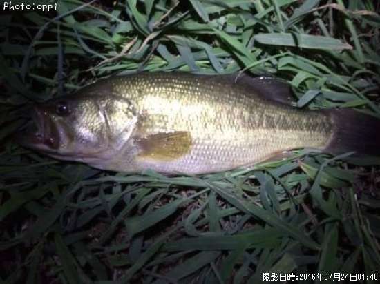 �֥�å��Х�