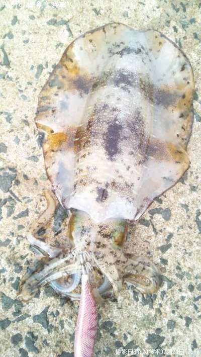 �����ꥤ��