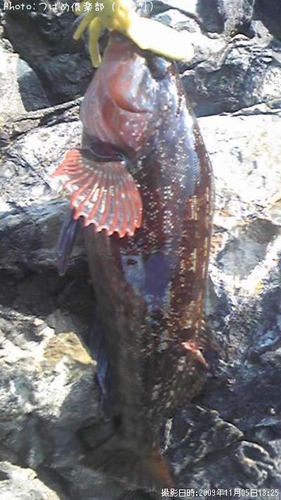 �����ʥ�