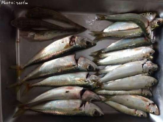 ���åѡ����С��ϥ�