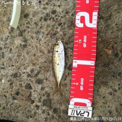 ��Ʀ������