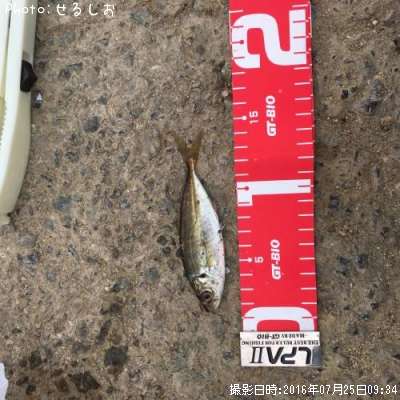 ��Ʀ������